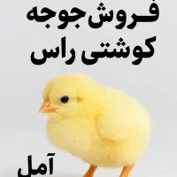 جوجه گوشتی راس