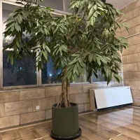 گل بسیار زیبای سالنی