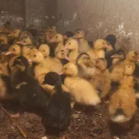 جوجه اردک و غاز محلی یک هفته ای