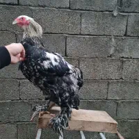 قوغاز میکس لیندا خالماگوری ماده|حیوانات مزرعه|لیسار, |دیوار