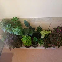 گلهای بسیار زیبا|گل و گیاه طبیعی|شهرکرد, |دیوار