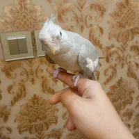 گمشده. فروش عروس هلندی 800تومان رنگ وایت فیس