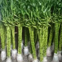 فروش بامبو تایلندی درجه یک