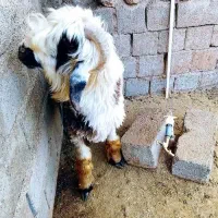 بره|حیوانات مزرعه|اردل, |دیوار