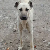 سگ سرابی ماده