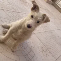 سگ خانگی|سگ|قائن, |دیوار