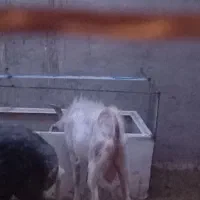 کره نر سانن|حیوانات مزرعه|کرمان, |دیوار