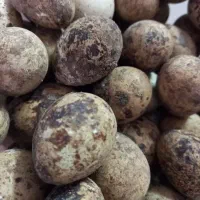 تخم بلدرچین فروشی