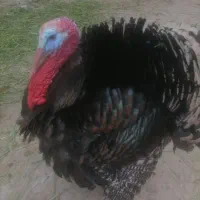 انواع بوقلمو ماده وجوجه