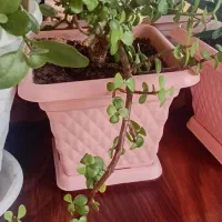 گل طبیعی کراسولا