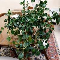 فروش گل آپارتمانی|گل و گیاه طبیعی|تهران, حشمتیه|دیوار