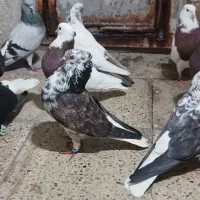 دمسفید تیپی زرنگ|پرنده|ایلام, |دیوار