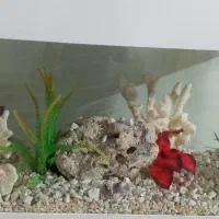 آکواریوم شرکتی وخانگی|ماهی|مشهد, رستگار|دیوار