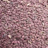 لوبیا قرمز درجه یک