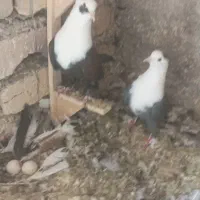 جفت کربلایی ، سیاه گلی نر ، ماده سبز