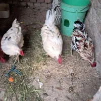 خروس گلین|حیوانات مزرعه|زاویه, |دیوار