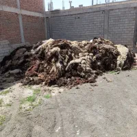 پشم گوسفند یا همان یون|رختخواب، بالش، پتو|ملکان, |دیوار