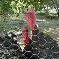 بوقلمون|حیوانات مزرعه|شیراز, اصلاح‌نژاد|دیوار