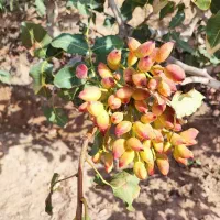فروش-باغ-پسته-135-هکتار-با-100-هزار-درخت-پسته