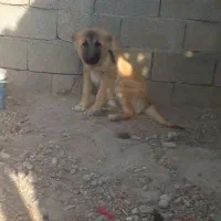 سگ‌سرابی سه ماهه نر