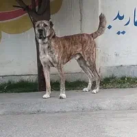 سگ افغان سنگین وزن