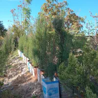 طبیعی جنگلی قورباغه ای راکتی نهال درخت گل و گیاه|گل و گیاه طبیعی|تهران, سید خندان (جلفا)|دیوار