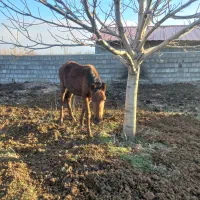 کره اسب|اسب و تجهیزات اسبسواری|سیلوانه, |دیوار