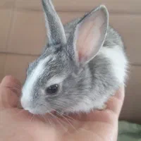 خرگوش|موش و خرگوش|تهران, ولنجک|دیوار