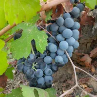 نهال انگور شرابی سردشت|گل و گیاه طبیعی|شیراز, جمال آباد|دیوار