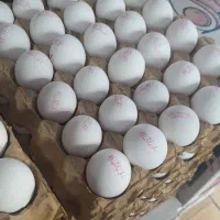 پخش تخم مرغ|خوردنی و آشامیدنی|باغستان, |دیوار