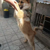 واگذاری توله