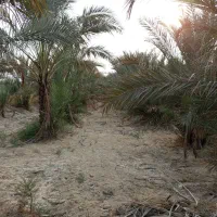 بچه نخل ...دمیت|گل و گیاه طبیعی|برازجان, |دیوار