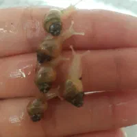 حلزون|خزنده|تهران, صاحب الزمان|دیوار