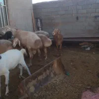 میش بره ماده چینی|حیوانات مزرعه|تربت جام, جامرود|دیوار