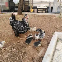 جوجه مرغ و خروس گلین اصل