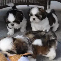 توله شیتزو تیکاپ