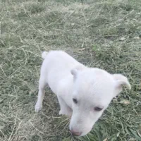 بیستی|سگ|اهر, |دیوار