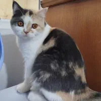 گربه میکس اسکاتیک