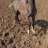 خوزستان شوش