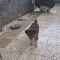 سگ نژاد دار