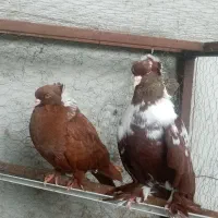 دوتا کبوتر به فروش می‌رسد