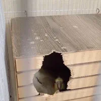 یک جفت عروس هلندی مولد در حال تخم گذاری با قفس|پرنده|تهران, امیریه|دیوار