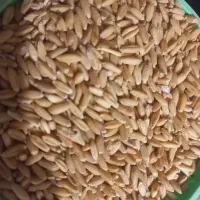 گندم درجه یک