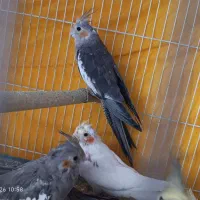 عروس هلندی|پرنده|مشهد, شیرحصار|دیوار