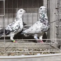 نروماده|پرنده|دزفول, |دیوار