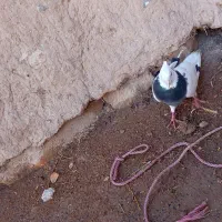 طوقی|پرنده|بروجن, |دیوار