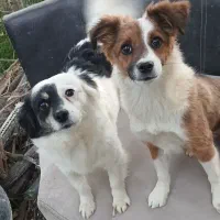 سگ نروماده|سگ|چناران, |دیوار