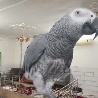 کاسکو