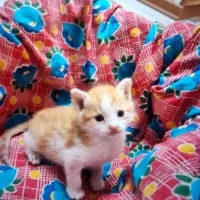 واگذاری گربه