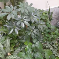 گل طبیعی|گل و گیاه طبیعی|بروجرد, |دیوار